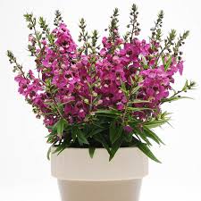 Image result for Angelonia