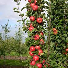 Lastly i would recommend yamagami at 1361 s de anza blvd otherwise, you've got the chains: Gurney S Tasty Red Urban Apple Live Fruiting Bareroot Tree 1 Pack 75566 The Home Depot Fast Growing Fruit Trees Growing Fruit Trees Fast Growing Trees