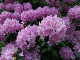 Rhododendron Catawbiense Shade Plants Rhododendron Flowering Shrubs