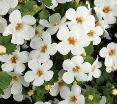 Scopia Gulliver White Bacopa Plant Bacopa Plant Bacopa Plants