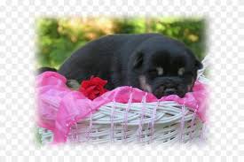 I hope you enjoy these memories as this little guy will grow up so fast and we. Black Shiba Inu Puppies Hd Png Download 640x480 194428 Pngfind