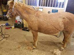Body Clipping Horses Msu Extension
