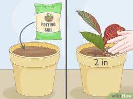 In order to grow roots, the plant needs to be in a warm and humid environment. 3 Ways To Prune Croton Plants Wikihow