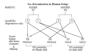 explain sex determination in humans with the help of