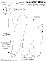 We did not find results for: Mountain Gorilla Printout Enchantedlearning Com