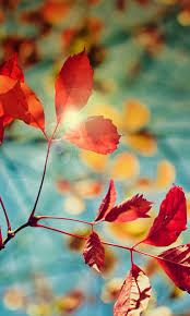 Herfstbladeren Mobiele Telefoon Achtergronden Wallpaper Telefoon Herfstbladeren