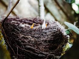 Some build tiny nests in bushes, some build enormous nests in tall trees. Bird S Nests And Baby Birds In The Garden Horticulture