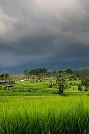 Paling keren 30 contoh lukisan pemandangan persawahan di 2020. 30 Best Pemandangan Sawah Ideas Village Photography Padi Agriculture Photography