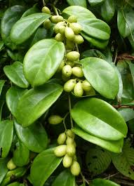 Image result for Pyrenacantha kirkii