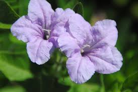 Image result for Ruellia praetermissa