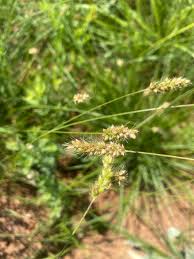 Image result for Setaria incrassata