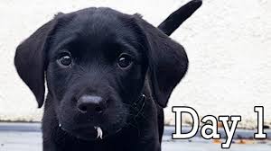 Breeding From Your Labrador The Labrador Site