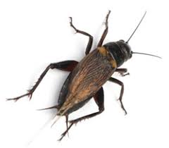 Cricket Chirping