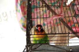 How Much Attention Do Lovebirds Need All About Parrots