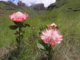 Image result for Protea angolensis