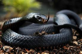 Die giftigste schlage der welt ist die black mamba jedoch nicht ; Gunstige Sprache Schwarz Reptil Snake Schwarze Augen Tier Poster Stoff Silk Poster Drucken 74240 Kaufe Qualitat M Schlangengift Schlangenbilder Schwarze Mamba