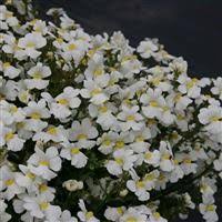 Image result for Nemesia lilacina