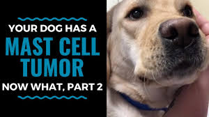 However, when mast cells mutate and begin to replicate in higher than normal numbers, mast cell tumors can form. Mast Cell Tumors In Dogs Treatment Options Now What Part 2 Vlog 64 Youtube