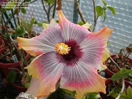 Image result for Hibiscus ludwigii