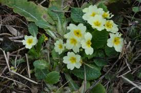 Image result for Primulaceae