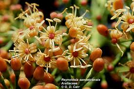 Image result for Araliaceae
