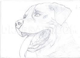 Check out amazing coloringpages artwork on deviantart. How To Draw A Realistic Rottweiler Coloring Page Trace Drawing