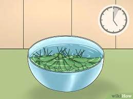 How to harvest seeds from maples. 4 Ways To Eat Maple Seeds Wikihow