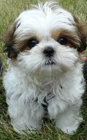 Check spelling or type a new query. Shih Tzu Puppies Cute Pictures And Facts Dogtime Puppies Breeds Shitzu Puppies Cute Puppies
