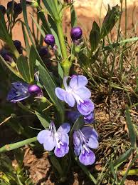 Image result for Rotheca teaguei