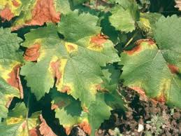 Image result for Pseudopeziza tracheiphila