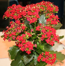 Kalanchoe Kalanchoe Blossfeldiana Kalanchoe Flowers Plants