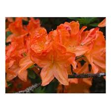 Orange Rhododendron Flowers Postcard Zazzle Com Flowers Rhododendron Postcard