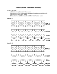 Transcription and translation practice worksheet with supportive topics. Translation Practice Worksheet Answers Pdf Fill Online Printable Fillable Blank Pdffiller