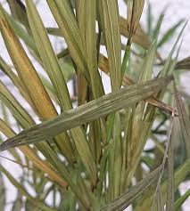 How To Identify And Control House Plant Pests Our House Plants