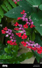Image result for Clerodendrum toxicarium