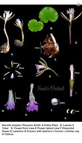 Image result for Nervilia adolphi