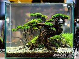 Best Small Aquariums Nano Tank Buyers Guide And Reviews Di 2020 Tank Betta Ikan Akuarium Ikan Tropis