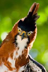Bird With Feathers On Top Of Head Ornate Hawk Eagle Animals Beautiful Animals Colorful Birds