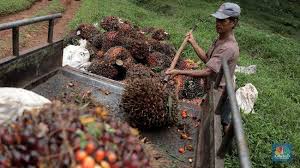 Check spelling or type a new query. Top Harga Cpo Dekati Rm 3 800 Ton Mau Menujut Rm 4 000 Berita Satu