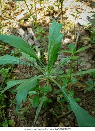 Image result for Erigeron sumatrensis