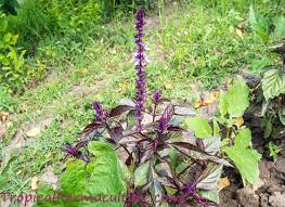 Nov 29, 2018 · of the many available varieties of basil, purple ruffles is one which serves its purpose as an herb as well as a beautiful ornamental addition to the garden. Growing Basil How To Grow Basil In Your Permaculture Garden