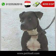 مصر نتاية بيتبول تقليب عالى بيور عمر 9 شهور سعر 4200 جنية والسعر قابل للتفاوض pet4sell dogs pitbulls animals