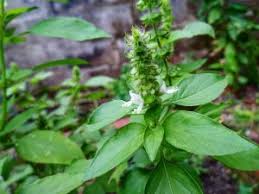 Manfaat daun selasih untuk mengatasi keputihan : Perbedaan Daun Basil Dan Kemangi Sekilas Mirip Tapi Ternyata Beda Titipku