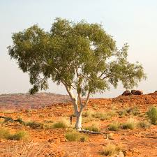 Image result for Eucalyptus sp.