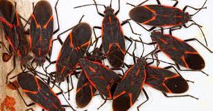 Repeat the procedure of splashing the water on tree barks to kill the boxelder bugs that may have escaped the first procedure. How To Get Rid Of Boxelder Bugs