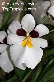 Image result for Mimulopsis