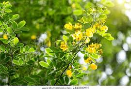 Image result for Senna bicapsularis
