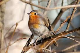 Vogelschutzhecken Vogelschutzgeholze Vogelhecken Rotkehlchen Einheimische Vogel Vogel Im Garten