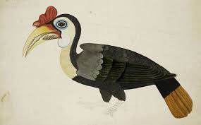 Panglima burung sangat baik hati tapi kejam jika marah. In Pictures Natural History Drawings From The Collection Of Sir Thomas Stamford Raffles Sketsa Burung Grafis