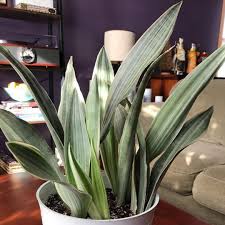Image result for Sansevieria metallica